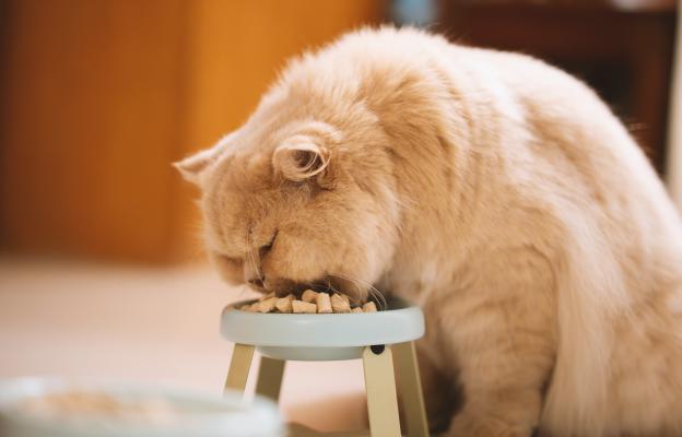 Котка се храни