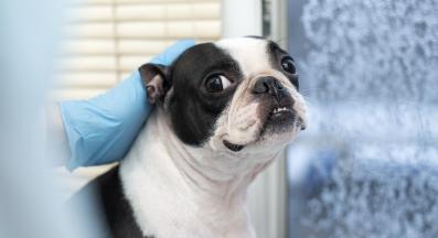 Бостън териер