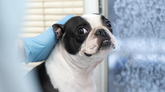 Бостън териер