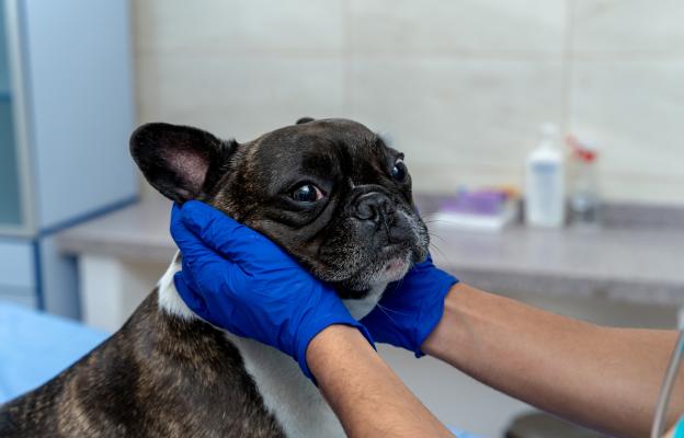 Бостън териер