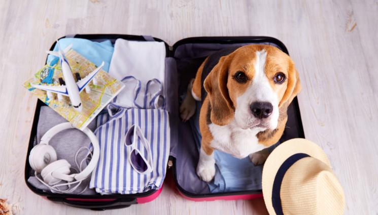 куче на път - ПРАКТИЧНИ СЪВЕТИ: С Шаро на път – да или не?