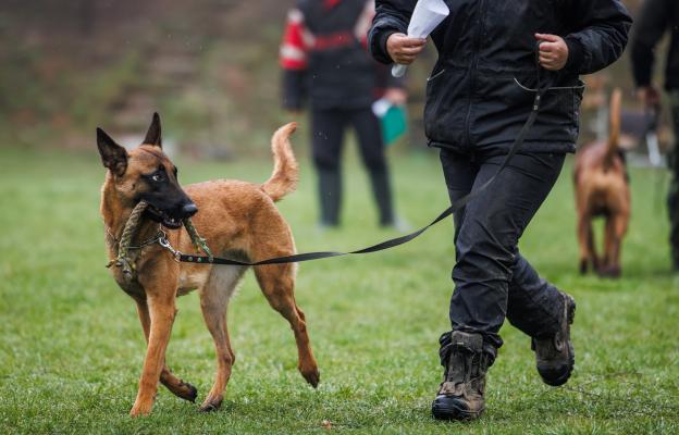 Белгийска овчарка Малиноа