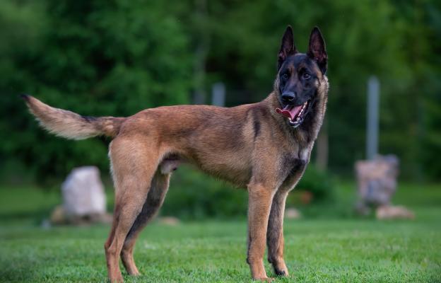 Белгийска овчарка Малиноа