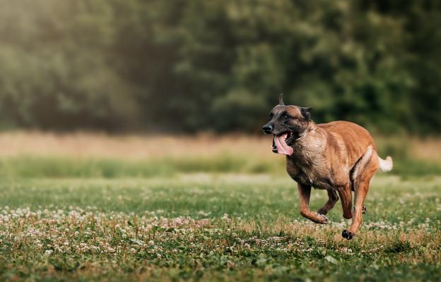 Белгийска овчарка Малиноа