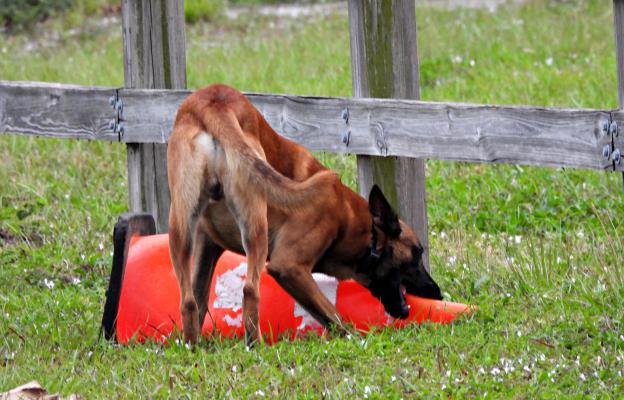 Белгийска овчарка Малиноа