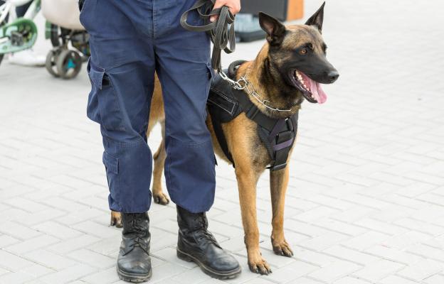 Белгийска овчарка Малиноа