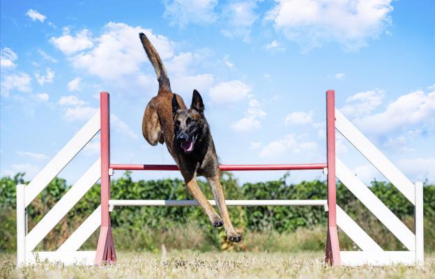 Белгийска овчарка Малиноа