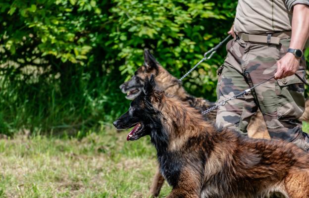 Белгийска овчарка Малиноа