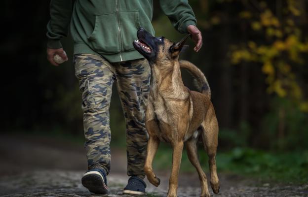 Белгийска овчарка Малиноа