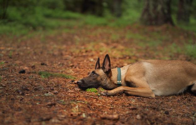 Белгийска овчарка Малиноа