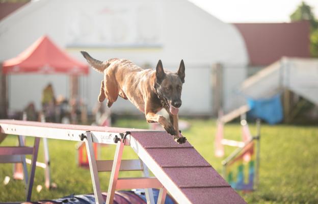 Белгийска овчарка Малиноа