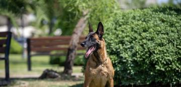 По-умни ли са Белгийските oвчарки Малиноа от другите кучета?