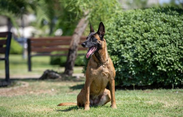 Белгийска овчарка Малиноа