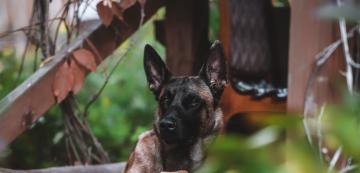 По-умни ли са Белгийските oвчарки Малиноа от другите кучета?