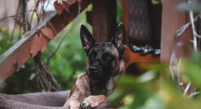 Белгийска овчарка Малиноа