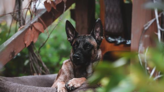 По-умни ли са Белгийските oвчарки Малиноа от другите кучета?