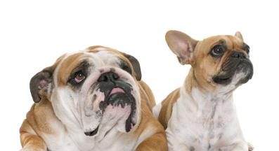 Английски и Френски булдог
