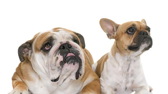 Френски и Английски булдог: Прилики и разлики