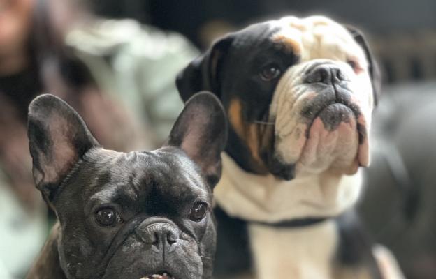 Английски и Френски булдог