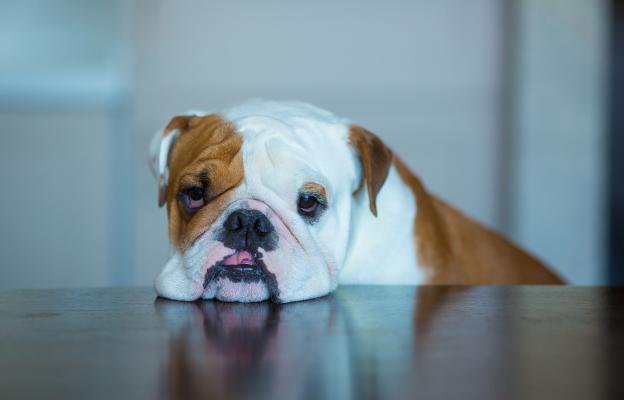 Английски булдог