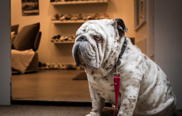 Английски булдог