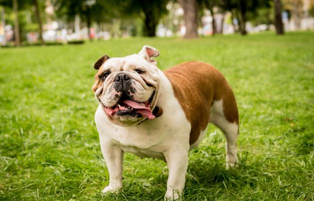 Английски булдог