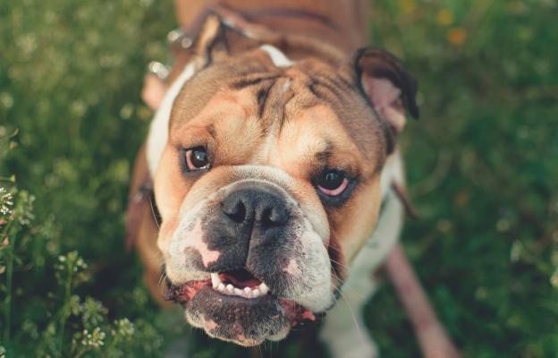 Английски булдог