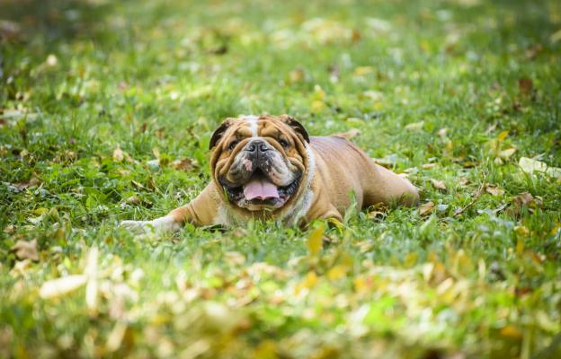 Английски булдог