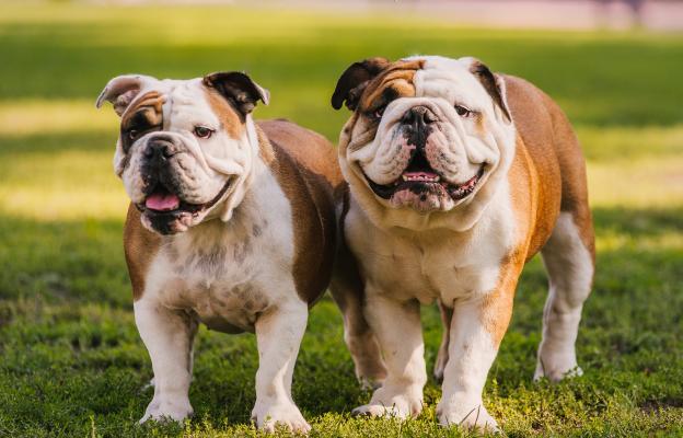Английски булдог