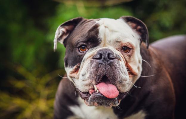 Английски булдог