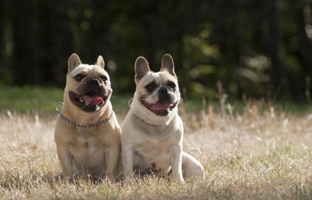 Френски булдог