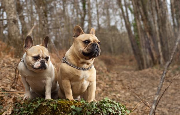 Френски булдог