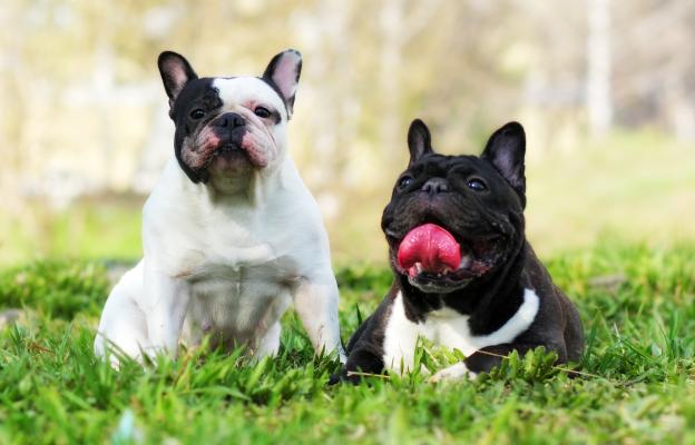 Френски булдог