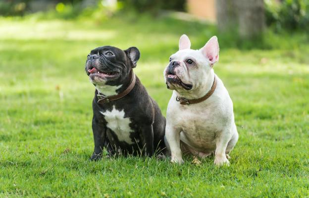 Френски булдог