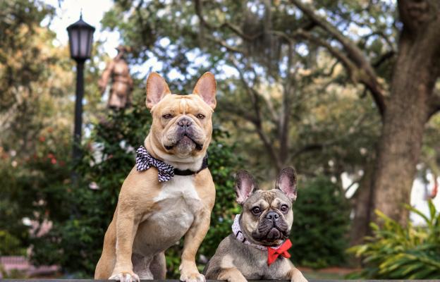 Френски булдог