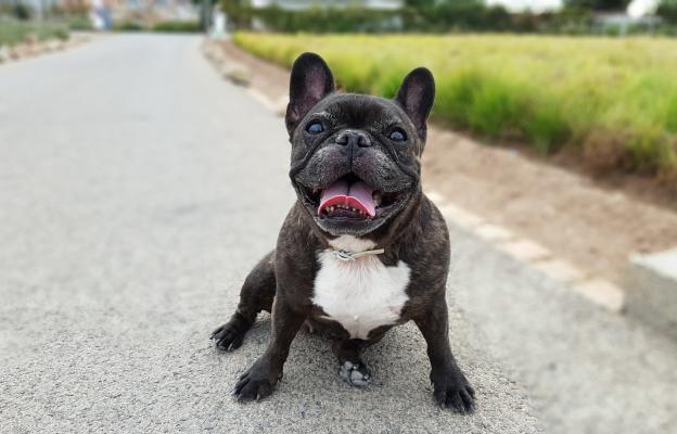 Френски булдог