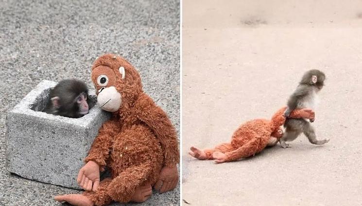 в - Изкупиха плюшеното другарче на Пънч! (ВИДЕО)