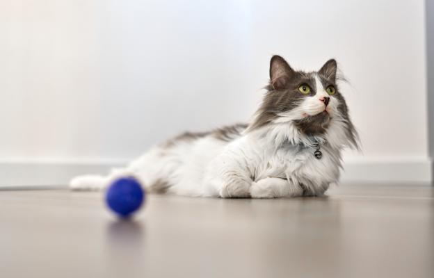 Домашна котка