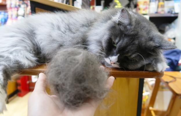 Домашна котка