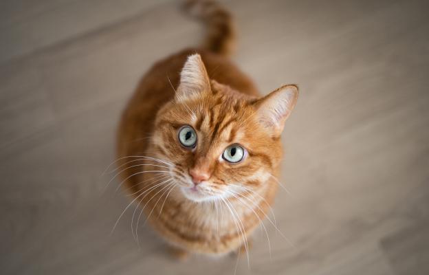 Оранжева котка