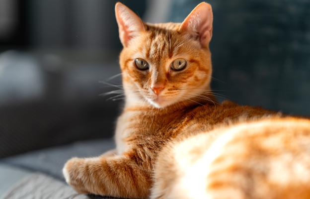 Оранжева котка