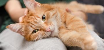 Над 150 огнени идеи за имена за оранжеви котки