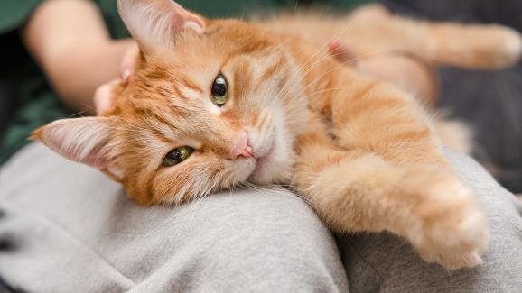 Над 150 огнени идеи за имена за оранжеви котки