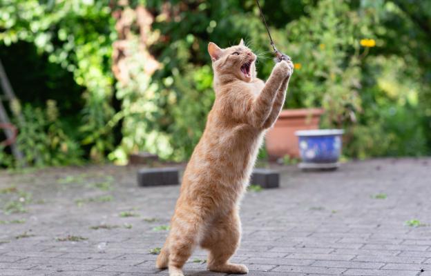 Оранжева котка