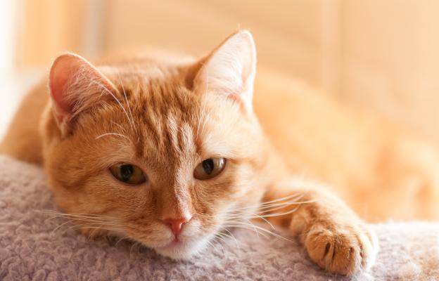 Оранжева котка