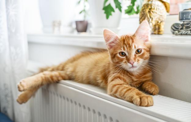 Оранжева котка