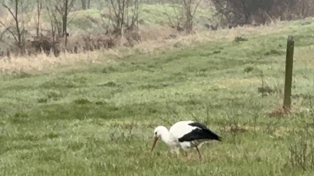 Символ на пролетта: Щъркелът Дончо се завърна в село Подкрепа