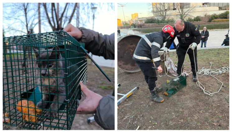 с - Граждани спасиха заклещено коте във въздуховод