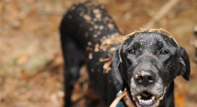 куче мръсно