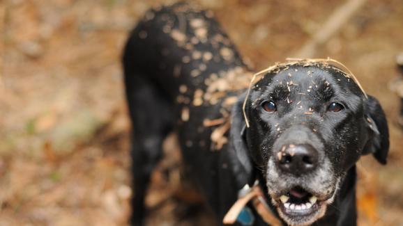 куче мръсно